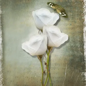 Tela Quadro Canvas Misure da 50×70 – Collezione Quadri floreali cod. FLR-03 Tela Quadro Canvas Misure da 50×70 – Collezione Quadri floreali cod. FLR-03