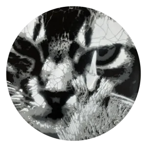 CAT CAT