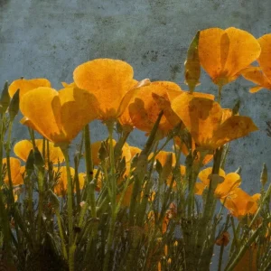 Tela Quadro Canvas Misure da 50×70 – Collezione Quadri floreali cod. FLR-05 Tela Quadro Canvas Misure da 50×70 – Collezione Quadri floreali cod. FLR-05
