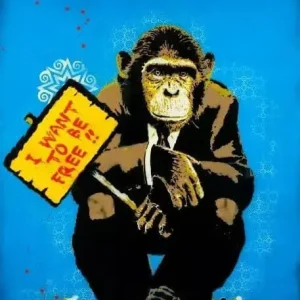 MONKEY LOVE MONKEY LOVE