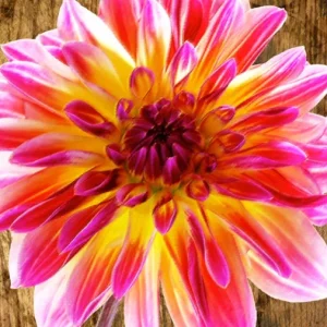 Tela Quadro Misure 70×150 Canvas – Collezione Quadri floreali cod. FLP-51 Tela Quadro Misure 70×150 Canvas – Collezione Quadri floreali cod. FLP-51