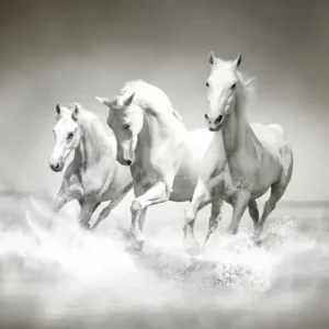 Tela Quadro Misure 70×150 Canvas – Cavalli – Collezione Quadri Fotografici cod. FOP-59 Tela Quadro Misure 70×150 Canvas – Cavalli – Collezione Quadri Fotografici cod. FOP-59