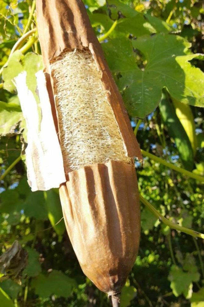 GUANTO DI LOOFA NATURALE per massaggio rigenerante ed esfoliante - immagine 2